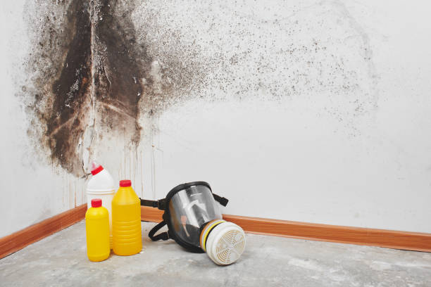Attic Mold Removal in Nappanee, IN