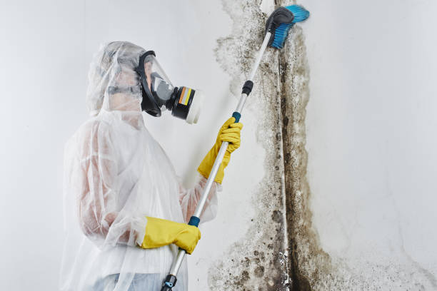 Best Mold Removal Process  in Nappanee, IN
