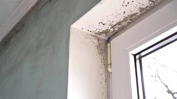 Reliable Nappanee, IN Mold Removal Solutions