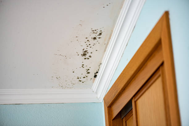 Best Mold Remediation  in Nappanee, IN