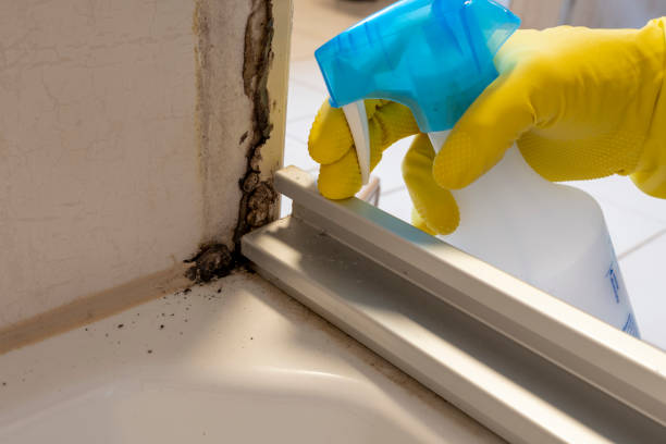 Best Professional Mold Removal  in Nappanee, IN