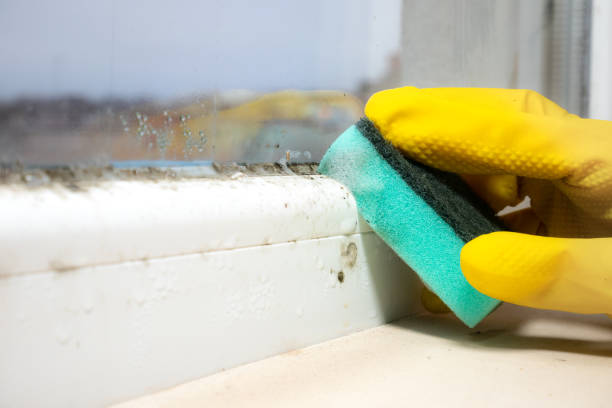 Best Fast Mold Removal  in Nappanee, IN