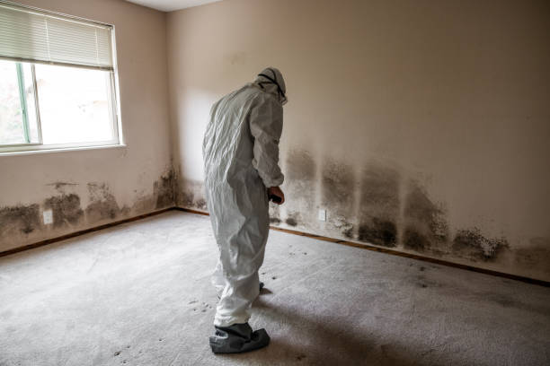 Best Mold Removal and Inspection  in Nappanee, IN