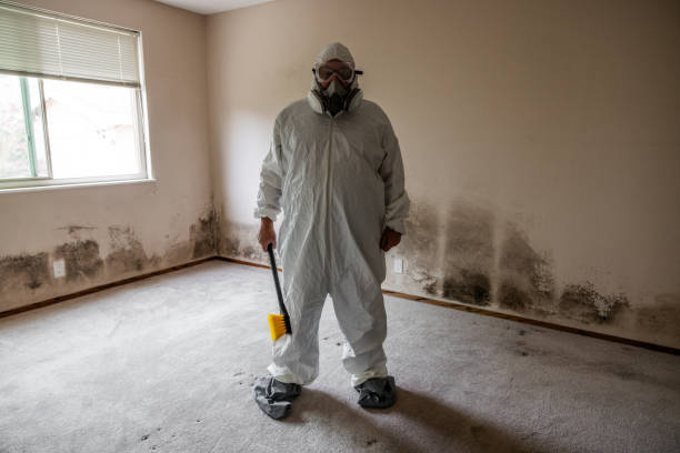 Best Black Mold Removal  in Nappanee, IN