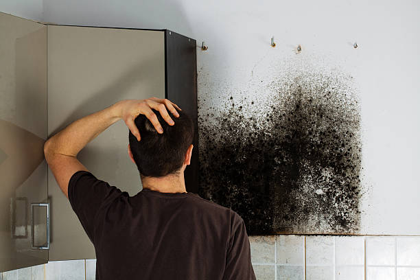Office Mold Removal Services in Nappanee, IN