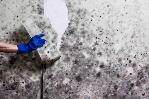 Best Mold Removal Company Near Me  in Nappanee, IN