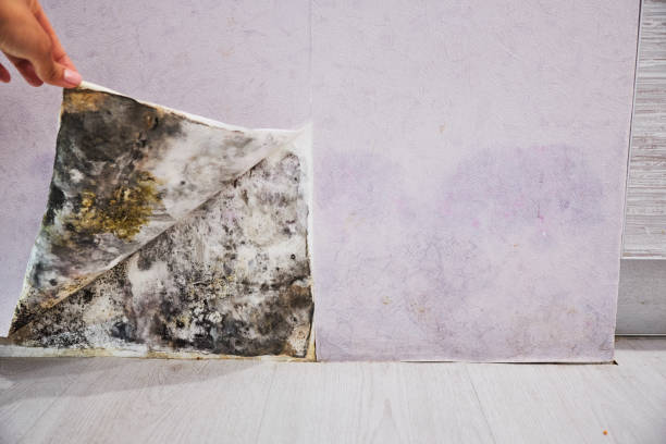 Best Office Mold Removal Services  in Nappanee, IN